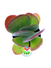 Kalanchoe Luciae ' Red Lips'-Güneşte Yaprak Uçları Kırmızılaşır-12 cm Saksıda