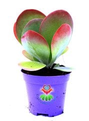 Kalanchoe Luciae ' Red Lips'-Güneşte Yaprak Uçları Kırmızılaşır-12 cm Saksıda