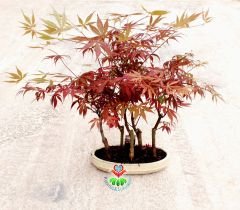 Amerikan Akçaağaç Bonsai - Acer American Maple Bonsai Kırmızı Yapraklı Büyük Boy Bir Saksıda 5 Kök Bonsai