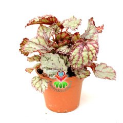 Pembe Renk Yaprak Güzeli Begonya- Begonia Rex- 8,5 cm Saksıda