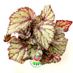 Pembe Renk Yaprak Güzeli Begonya- Begonia Rex- 8,5 cm Saksıda