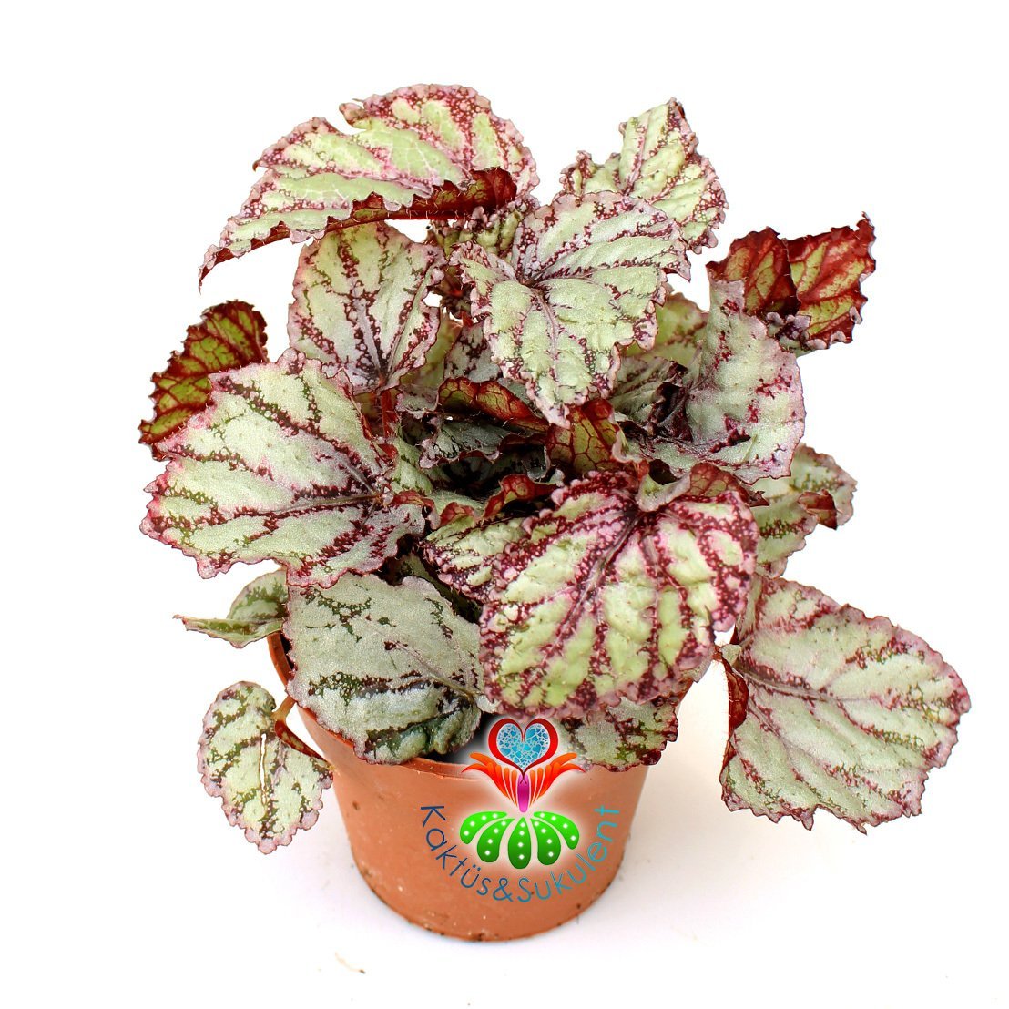 Pembe Renk Yaprak Güzeli Begonya- Begonia Rex- 8,5 cm Saksıda