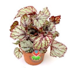 Pembe Renk Yaprak Güzeli Begonya- Begonia Rex- 8,5 cm Saksıda