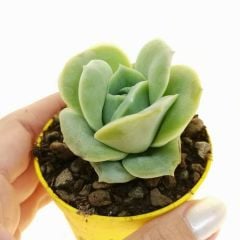 Echeveria 'Lovely Rose' 5,5 cm Saksılı Nadir Tür Gül Görünümlü Sukulent