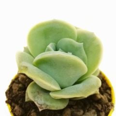 Echeveria 'Lovely Rose' 5,5 cm Saksılı Nadir Tür Gül Görünümlü Sukulent