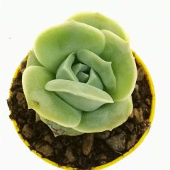 Echeveria 'Lovely Rose' 5,5 cm Saksılı Nadir Tür Gül Görünümlü Sukulent