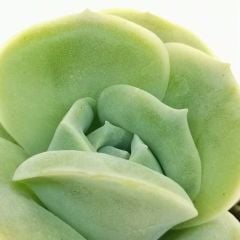 Echeveria 'Lovely Rose' 5,5 cm Saksılı Nadir Tür Gül Görünümlü Sukulent
