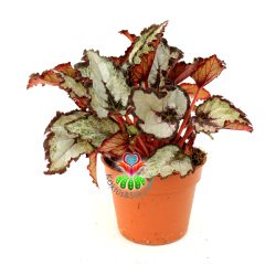 Parlak Gri Renk Yaprak Güzeli Begonya- Begonia Rex- 10,5 cm Saksıda