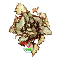 Parlak Gri Renk Yaprak Güzeli Begonya- Begonia Rex- 10,5 cm Saksıda