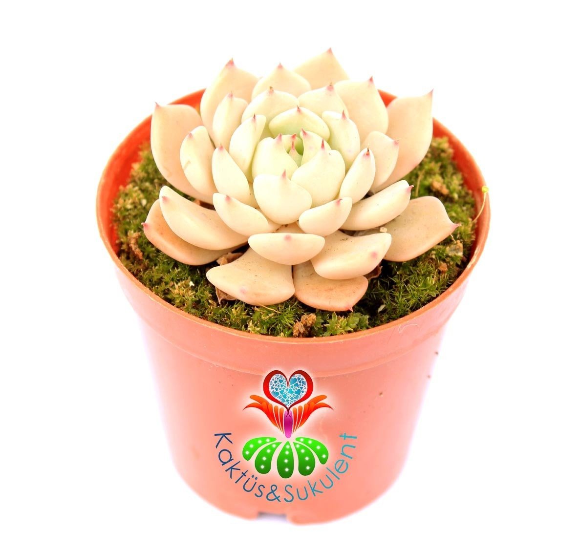 Echeveria Minima Pink 5,5 cm Saksılı Nadir Tür Kırmızı Kenarlı  Sukulent