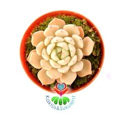 Echeveria Minima Pink 5,5 cm Saksılı Nadir Tür Kırmızı Kenarlı  Sukulent