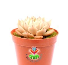 Echeveria Minima Pink 5,5 cm Saksılı Nadir Tür Kırmızı Kenarlı  Sukulent