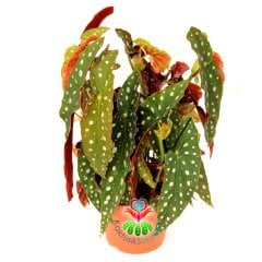 Begonia Maculata-Benekli Yapraklı Begonya-20 Cm Saksıda Büyük Boy