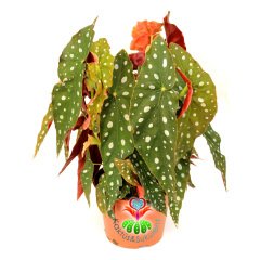 Begonia Maculata-Benekli Yapraklı Begonya-20 Cm Saksıda Büyük Boy