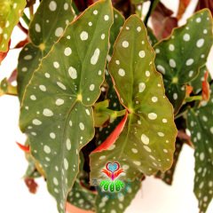 Begonia Maculata-Benekli Yapraklı Begonya-20 Cm Saksıda Büyük Boy