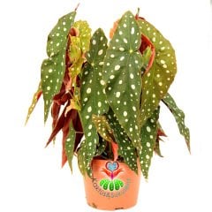 Begonia Maculata-Benekli Yapraklı Begonya-20 Cm Saksıda Büyük Boy
