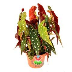 Begonia Maculata-Benekli Yapraklı Begonya-20 Cm Saksıda Büyük Boy