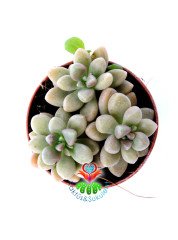 Sedum Treleasei-Üçlü Formda Sukulent- 5,5 cm Saksıda