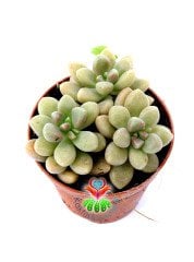 Sedum Treleasei-Üçlü Formda Sukulent- 5,5 cm Saksıda