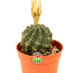 Neochilenia Dimorpha -Nadir Tür Kaktüs-5,5 cm Saksıda-Pembe Renk Çiçek Açar