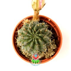 Neochilenia Dimorpha -Nadir Tür Kaktüs-5,5 cm Saksıda-Pembe Renk Çiçek Açar