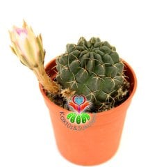 Neochilenia Dimorpha -Nadir Tür Kaktüs-5,5 cm Saksıda-Pembe Renk Çiçek Açar