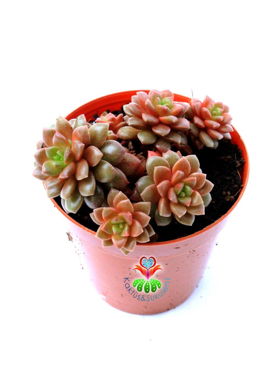 Cremnosedum Little Tippy Pink - Renkli Özel Tür- 5,5 cm Saksıda