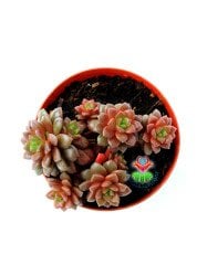 Cremnosedum Little Tippy Pink - Renkli Özel Tür- 5,5 cm Saksıda