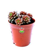 Cremnosedum Little Tippy Pink - Renkli Özel Tür- 5,5 cm Saksıda