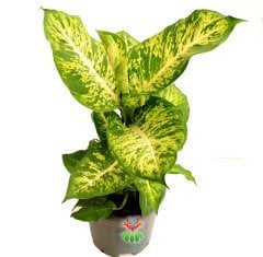 Milli Çiçeğimiz-Dieffenbachia Compacta-Yeşilin Her Tonu Yapraklarında-Sıradışı Difenbahya-40 cm Boy