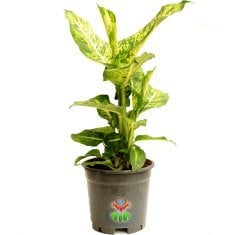 Milli Çiçeğimiz-Dieffenbachia Compacta-Yeşilin Her Tonu Yapraklarında-Sıradışı Difenbahya-40 cm Boy