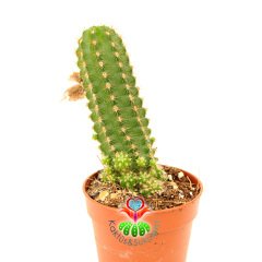 Chamaecereus Silvestri-Kırmızı Renk Çiçek Açar-5,5 cm Saksıda