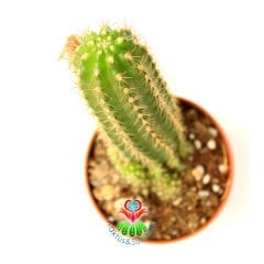 Chamaecereus Silvestri-Kırmızı Renk Çiçek Açar-5,5 cm Saksıda