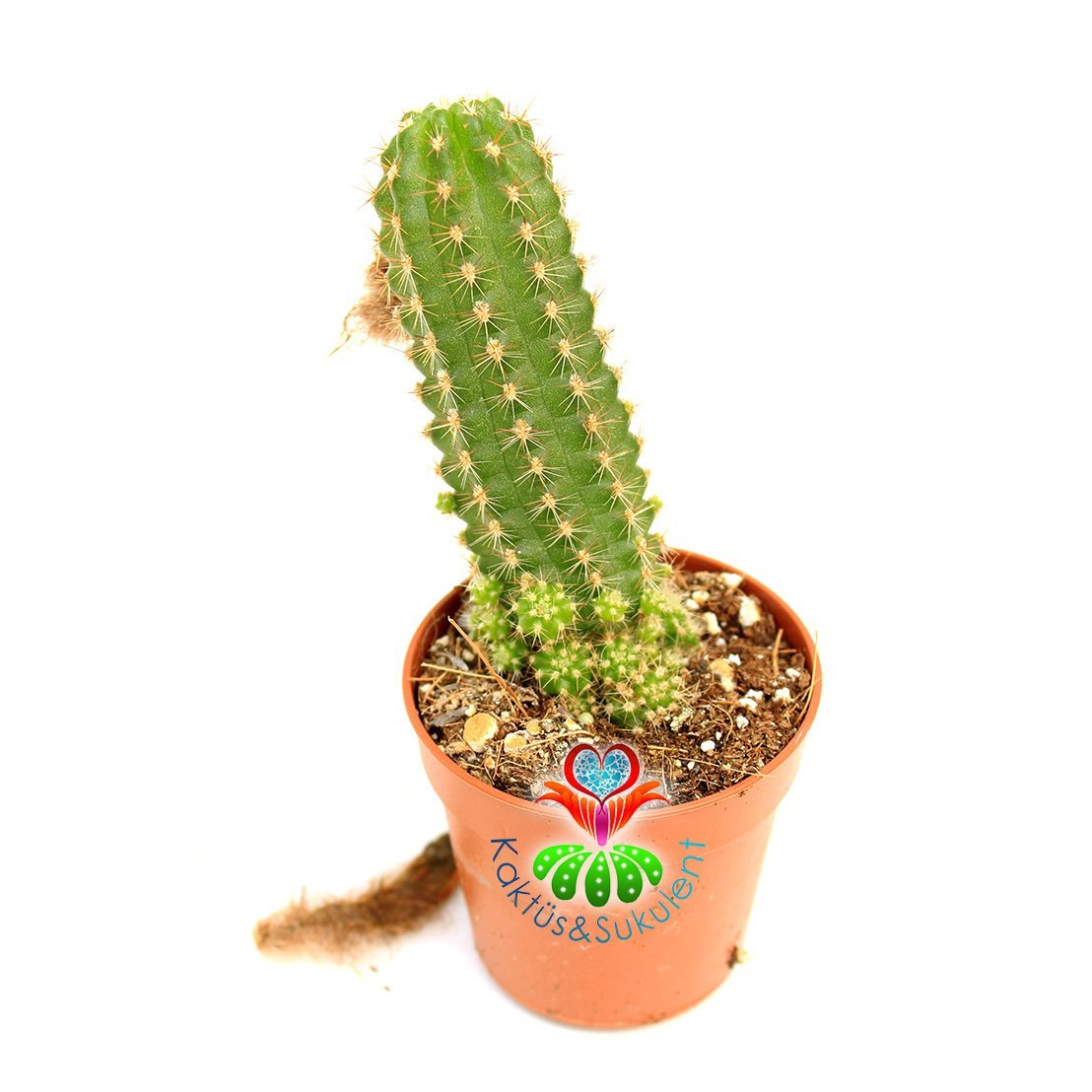 Chamaecereus Silvestri-Kırmızı Renk Çiçek Açar-5,5 cm Saksıda