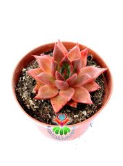 Echeveria Agavoides 'Romeo'- Güneşte Pembeleşmesi Artar-Mükemmel Form ve Renkte-8,5 cm Saksıda