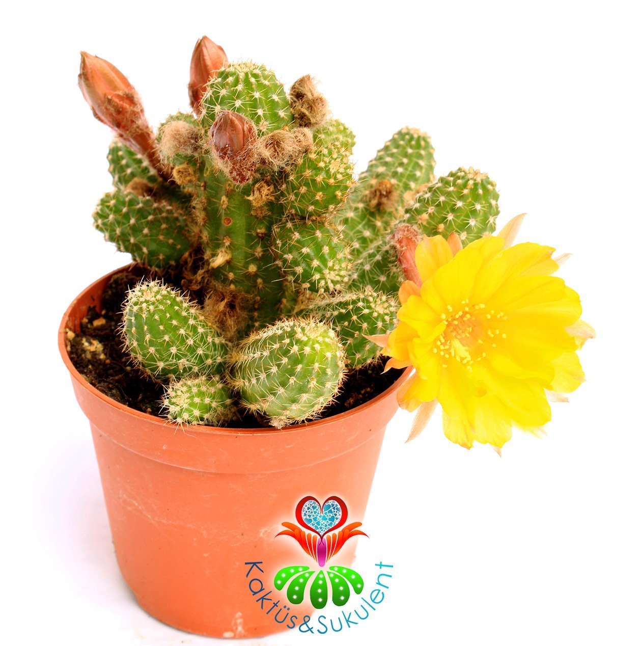 Kaktüs, Chamaecereus Hybrid Yavrulu Halde Sarı Renk Çiçekli-8,5 cm saksıda-Teraryum,Sukulent