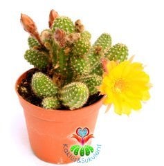 Kaktüs, Chamaecereus Hybrid Yavrulu Halde Sarı Renk Çiçekli-8,5 cm saksıda-Teraryum,Sukulent