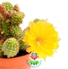 Kaktüs, Chamaecereus Hybrid Yavrulu Halde Sarı Renk Çiçekli-8,5 cm saksıda-Teraryum,Sukulent