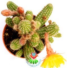 Kaktüs, Chamaecereus Hybrid Yavrulu Halde Sarı Renk Çiçekli-8,5 cm saksıda-Teraryum,Sukulent