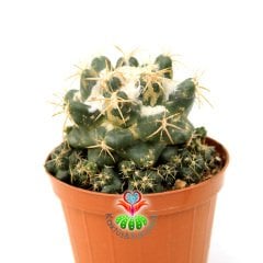 Coryphantha Elephantidens-8,5 cm Saksıda-Yavrulu Halde