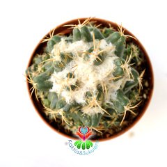 Coryphantha Elephantidens-8,5 cm Saksıda-Yavrulu Halde