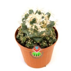 Coryphantha Elephantidens-8,5 cm Saksıda-Yavrulu Halde