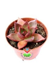 Echeveria 'Taurus' - Doğal Kırmızı Renk Sukulent-15 cm Saksıda-Rengi Güneşte Koyulaşır