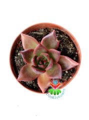 Echeveria 'Taurus' - Doğal Kırmızı Renk Sukulent-15 cm Saksıda-Rengi Güneşte Koyulaşır