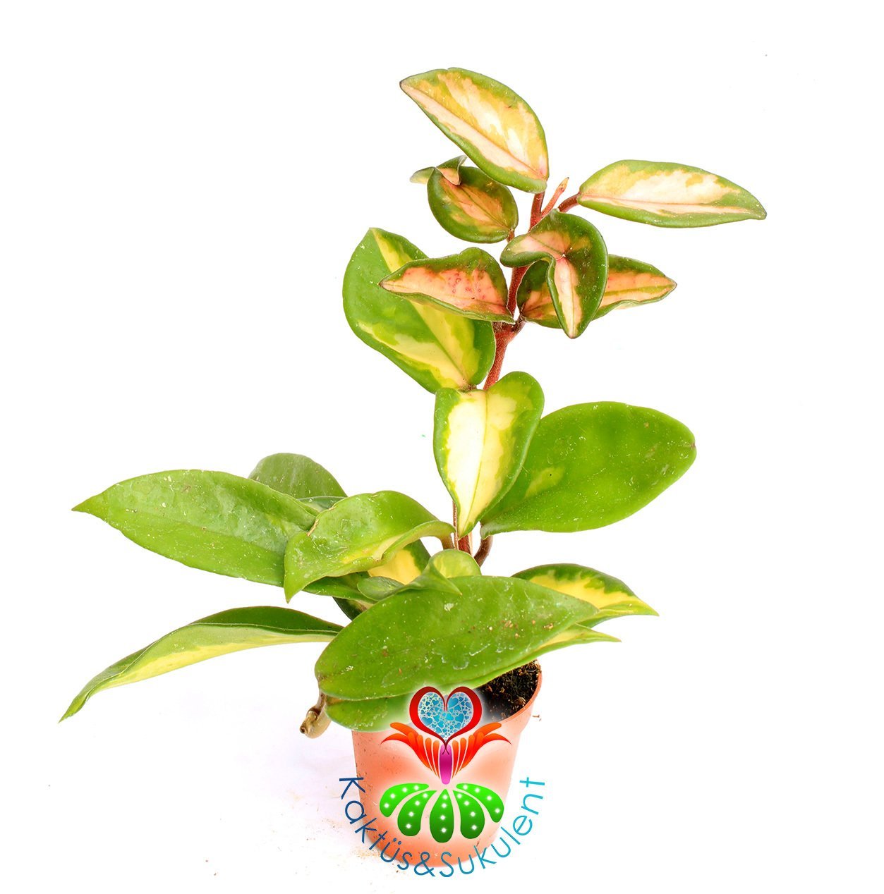 Hoya Carnosa Krimson Queen-Kokulu Pembe Renk Çiçek Açar Mum Çiçeği 5,5 cm saksıda -Teraryum,Kaktüs
