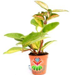 Hoya Carnosa Krimson Queen-Kokulu Pembe Renk Çiçek Açar Mum Çiçeği 5,5 cm saksıda -Teraryum,Kaktüs
