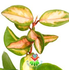 Hoya Carnosa Krimson Queen-Kokulu Pembe Renk Çiçek Açar Mum Çiçeği 5,5 cm saksıda -Teraryum,Kaktüs
