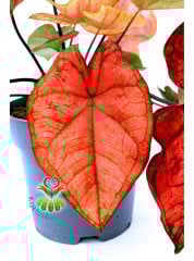 Caladium Bicolor Pembe Kırımızı Yapraklı 14 cm Saksılı