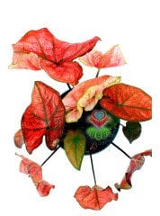 Caladium Bicolor Pembe Kırımızı Yapraklı 14 cm Saksılı