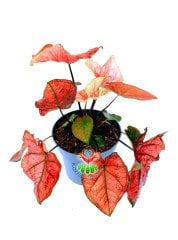 Caladium Bicolor Pembe Kırımızı Yapraklı 14 cm Saksılı